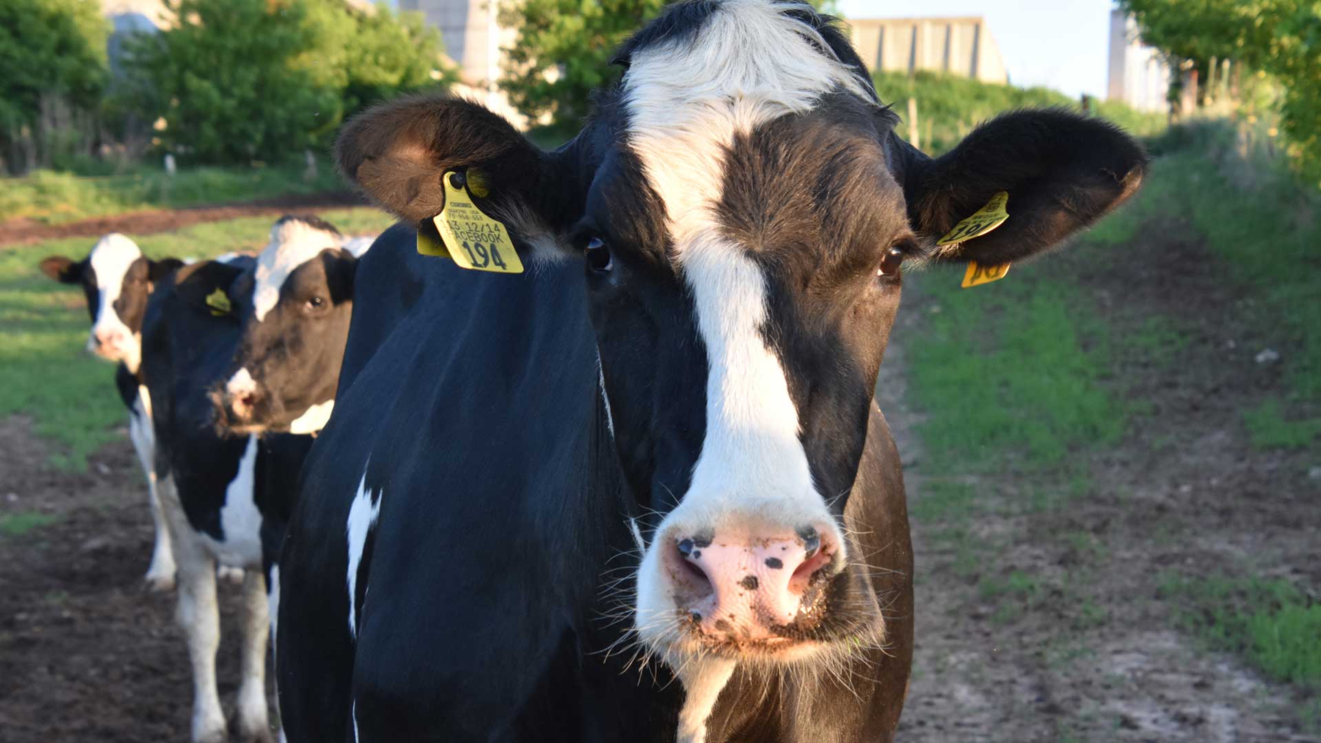 BurnettDairyPatron_KennyJohnsonPasture-16x9