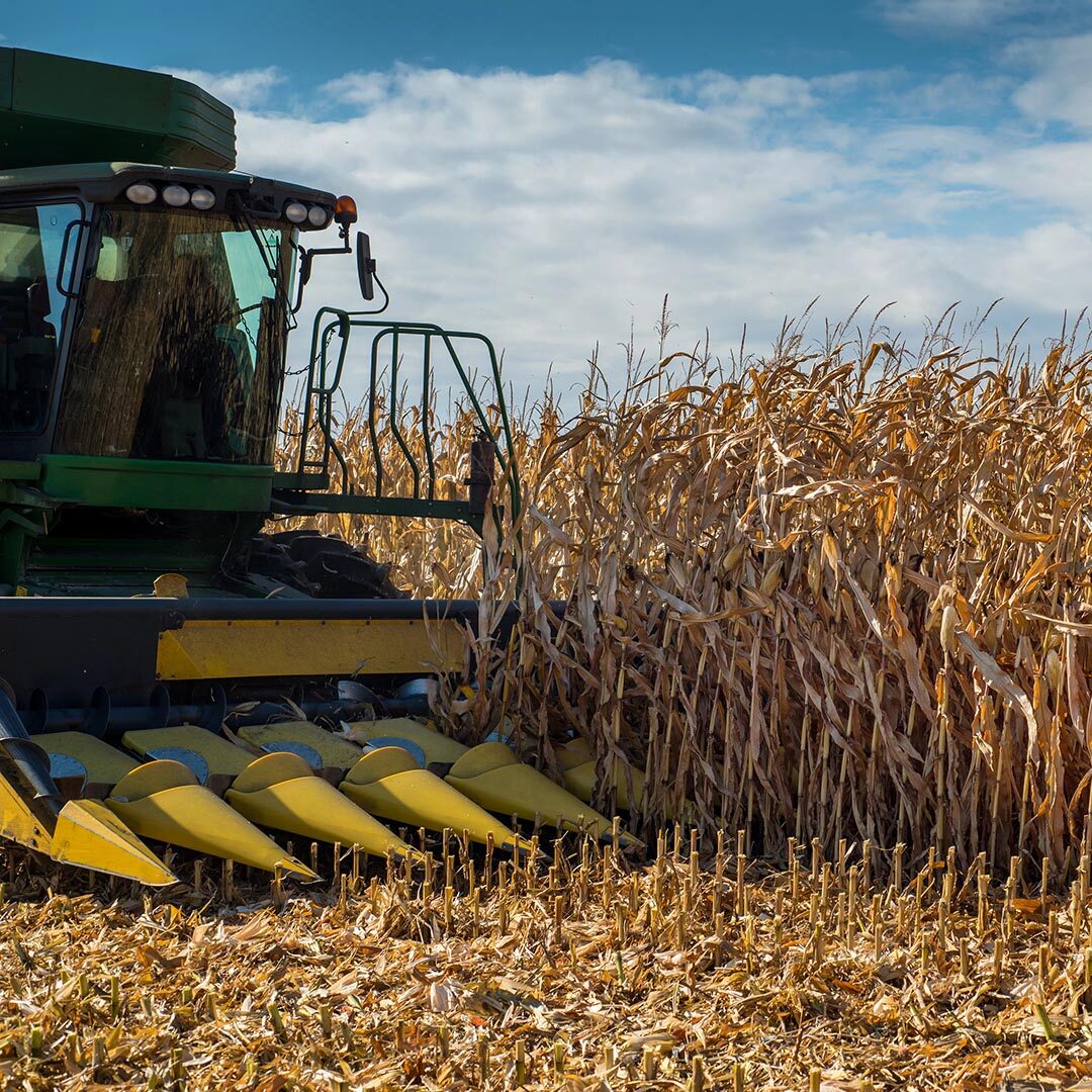 Close-up of a combine harvester at work in a cornfield, with stalks being processed
