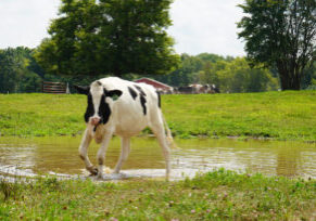 Holle Oaks Dairy cow