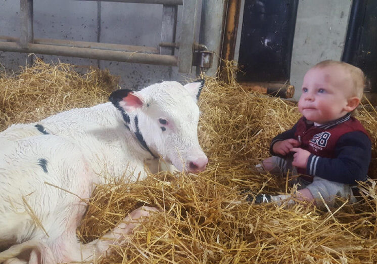 Legacy Farm calf and baby laying in the hay