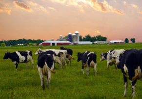 Marshland Farms cows in pasture