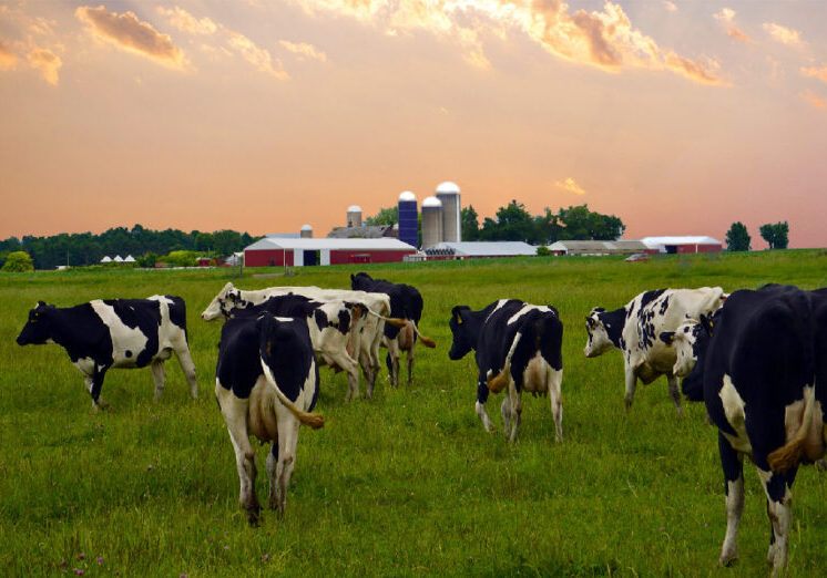 Marshland Farms cows in pasture